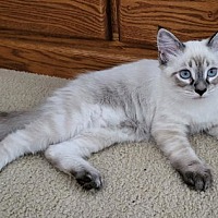 adopt a pet