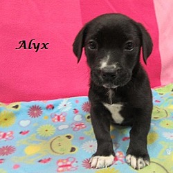 Thumbnail photo of Alyx #3