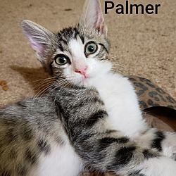 Thumbnail photo of Palmer #2