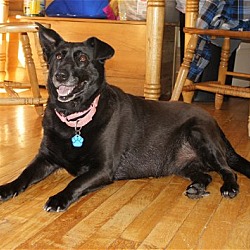 Thumbnail photo of RUBY - NEEDS A FOREVER HOME! #1