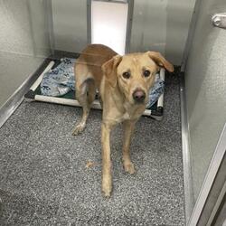 Dallas, Tx - Labrador Retriever Mixed Breed (medium). Meet Drake A Pet 