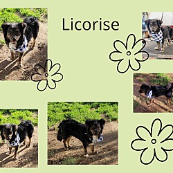 Photo of Licorish