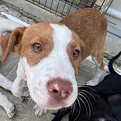 Photo of Copper
