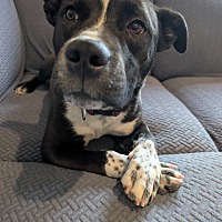 adopt a pet