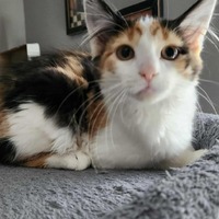 adopt-pet