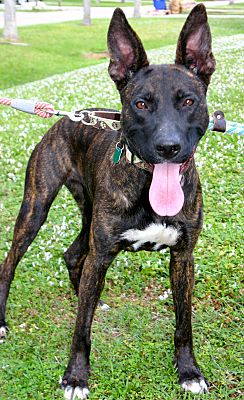 Dutch shepherd 2024 boxer mix