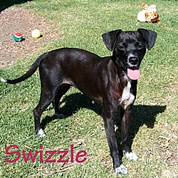 Thumbnail photo of Swizzle #1
