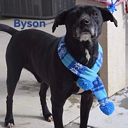 Photo of Byson