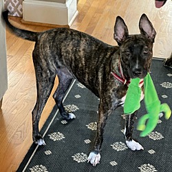 Photo of Stella