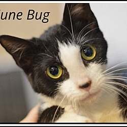 Photo of June Bug, Willow Grove PA (FCID 04/25/2024-104)