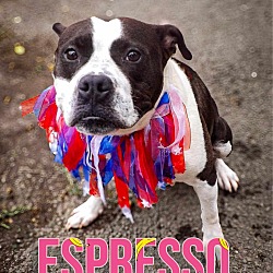 Photo of Espresso