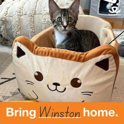 Thumbnail photo of Winston #1