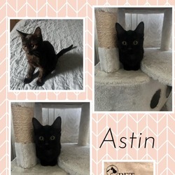 Thumbnail photo of Astin #1