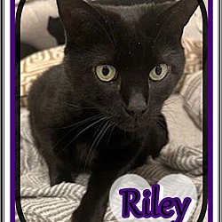 Thumbnail photo of RILEY #3