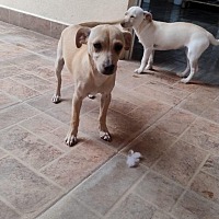 adopt-pet