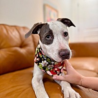 adopt a pet