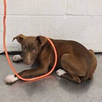 adopt a pet