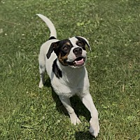 adopt a pet