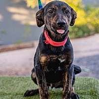 adopt a pet
