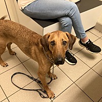 adopt a pet