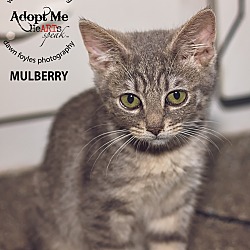 Thumbnail photo of Mulberry #3