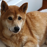 Dc Shiba Inu Rescue Dcsir In Manassas Virginia