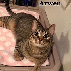 Thumbnail photo of Arwen #1