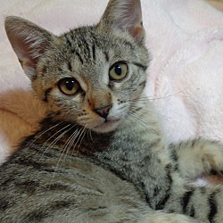 Photo of Cleo, #soft-kitty