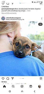 Murfreesboro, TN - Mutt. Meet Ricky a Pet for Adoption - AdoptaPet.com