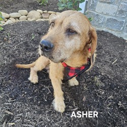 Thumbnail photo of Asher #1