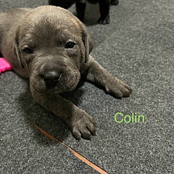 Thumbnail photo of Colin #2