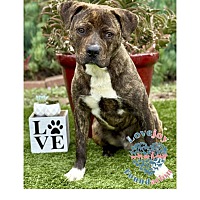 adopt a pet