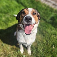 adopt a pet