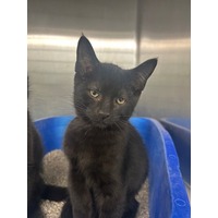 adopt-pet