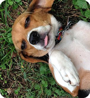 Pocket Beagles For Adoption