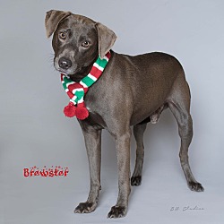 Thumbnail photo of Brewster #1