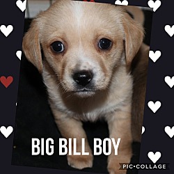 Photo of Big Bill Boy