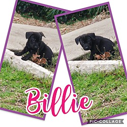 Photo of Billie