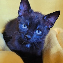 Thumbnail photo of Tourmalina's kitten Spinel #2