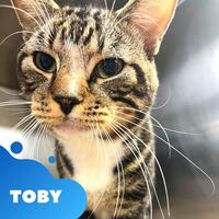 Photo of TOBY