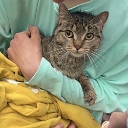 Photo of TULIP