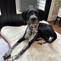 Photo of Henry