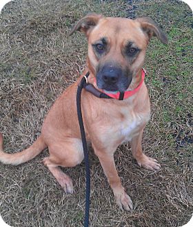 Hammond, LA - Black Mouth Cur. Meet Lily a Pet for Adoption.