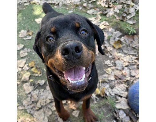 Walker, MI - Rottweiler. Meet Orange Ranger a Pet for Adoption ...