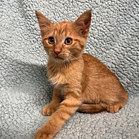 adopt-pet