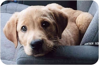 Owatonna Mn Golden Retriever Meet Giovanni Gio A Pet For Adoption