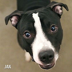 Thumbnail photo of Jax *In Foster* #2