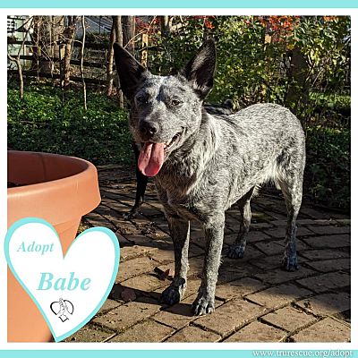 Phoenix Md Blue Heeler Meet Babe A Pet For Adoption