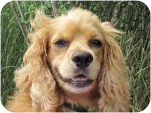 Mobile Al Cocker Spaniel Meet Buffkin A Pet For Adoption