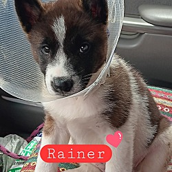 Photo of Rainier